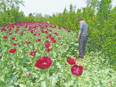 駐馬店千株罌粟藏身黃楊林 過路司機(jī)發(fā)現(xiàn)后舉報(bào)