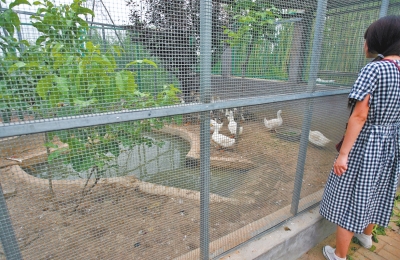 救助鳥類的大籠子里沒有鳥類，鴨子和鵝占了“鵲巢