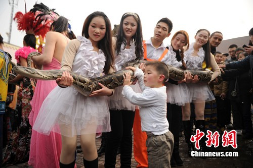 蛇年在即 重慶美女舌吻大蟒蛇求沾喜氣