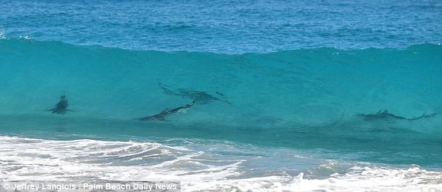 美海灘驚現(xiàn)萬(wàn)頭鯊魚