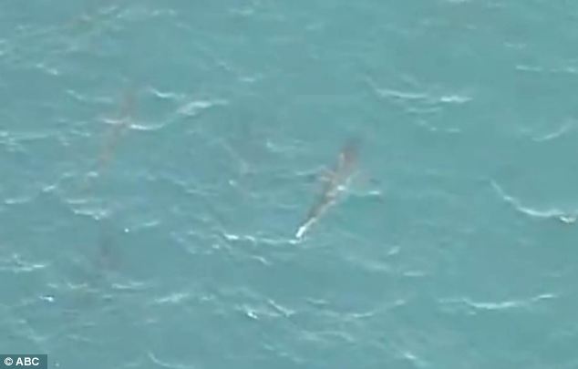 美海灘驚現(xiàn)萬(wàn)頭鯊魚