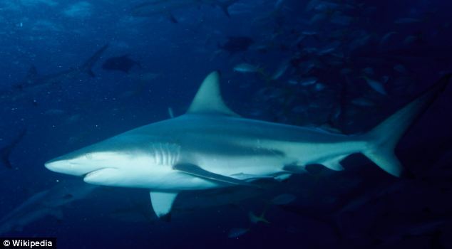 美海灘驚現(xiàn)萬(wàn)頭鯊魚