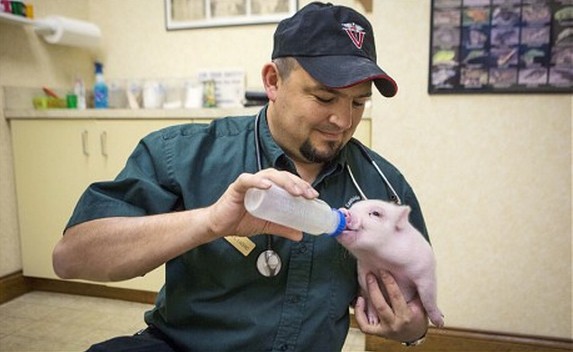 超萌無腿小豬借輪椅行走 自強(qiáng)勇敢打動網(wǎng)友