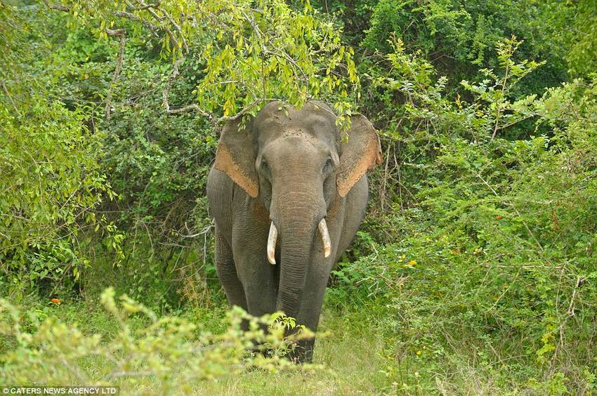 大膽“賊”象搶游客午餐成習(xí)慣 大膽“賊”象搶游客午餐成習(xí)慣
