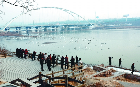 “哇!好多白天鵝?！? border=