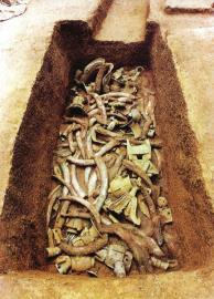 　　1月15日,青關(guān)山發(fā)掘出的大量象牙。攝影張磊　