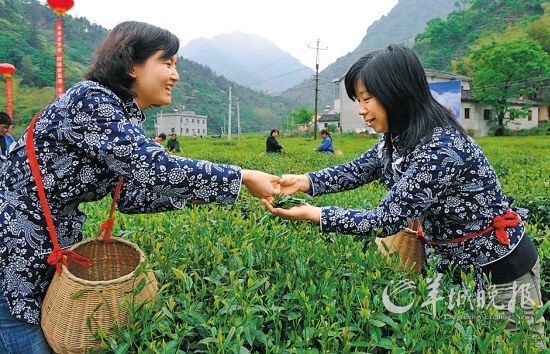 　　名茶六安瓜片原產(chǎn)地,游客身穿采茶女服裝在茶園體驗(yàn)采摘新茶的樂趣。