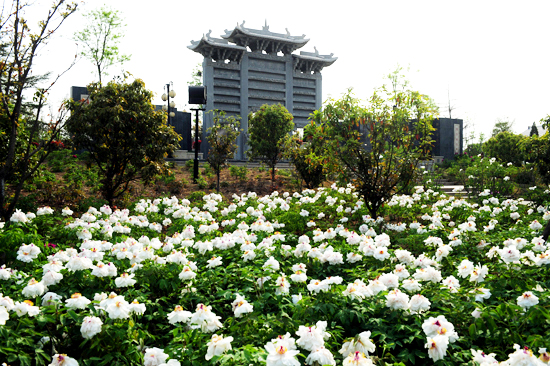 萬株牡丹與您相約鄭州綠博園 萬株牡丹與您相約鄭州綠博園