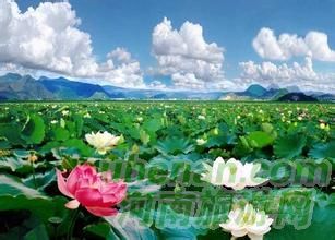 爸爸去哪兒？親密接觸荷花仙子