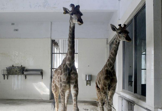 河南首次引進(jìn)的非洲長頸鹿落戶鄭州 河南首次引進(jìn)的非洲長頸鹿落戶鄭州