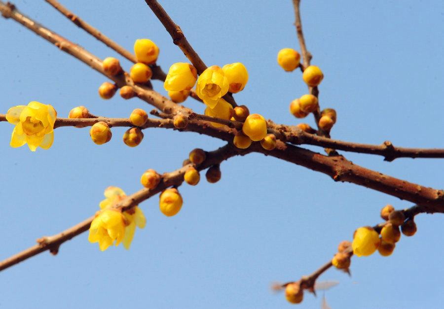 綠博園臘梅盛開香滿園 俏立枝頭待客來(lái)