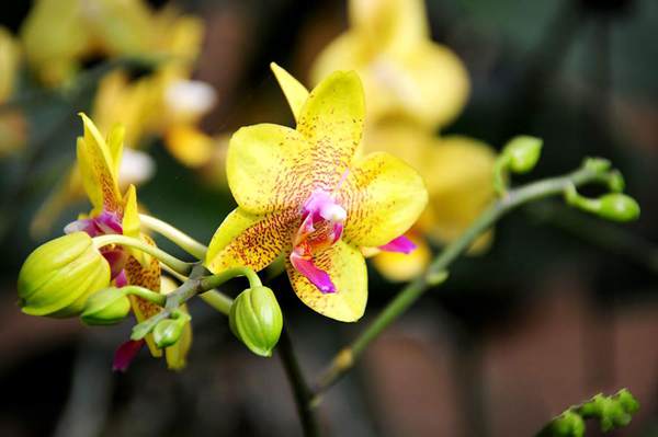 過年7天樂，老家河南春節(jié)享樂全攻略