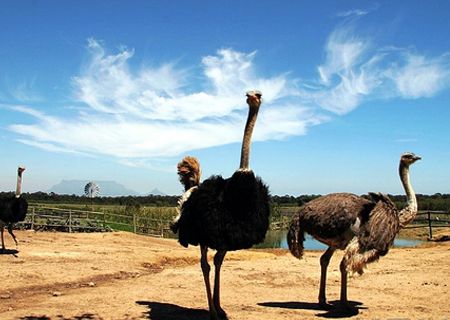 春節(jié)去哪兒？出游地圖告訴您！