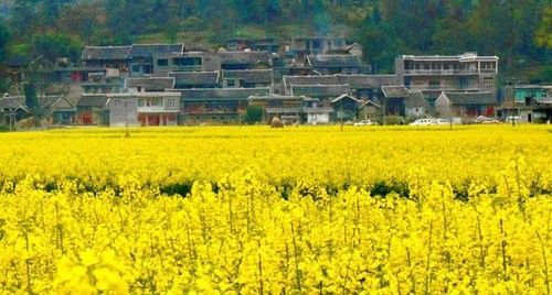 盤(pán)點(diǎn)全國(guó)13處絕美的油菜花觀賞地