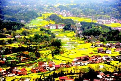 盤(pán)點(diǎn)全國(guó)13處絕美的油菜花觀賞地