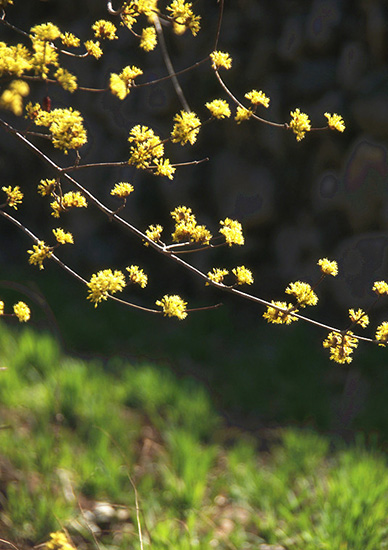 有一種呼喚，叫春天里的蟒河！