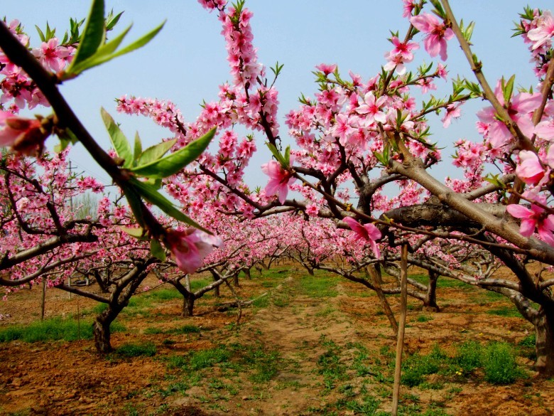 賞花何必到江南 省內賞花春游地推薦
