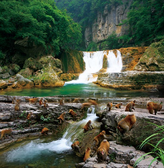 小長假游客扎堆蟒河、擠爆猴山