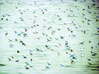 網(wǎng)友拍下壯觀一幕 萬千候鳥 "組團(tuán)" 游長江(圖)