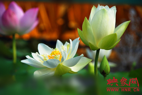 7月5日,第七屆淮陽(yáng)荷花節(jié)將于7月8日正式拉開序幕。