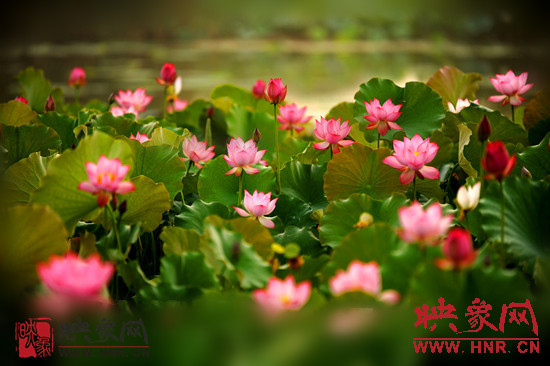 7月5日,第七屆淮陽(yáng)荷花節(jié)將于7月8日正式拉開序幕。