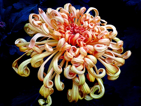 汴梁菊花甲天下 盛開之際最醉人 汴梁菊花甲天下 盛開之際最醉人