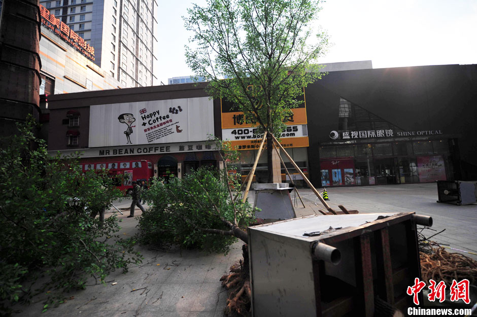 我和我的小伙伴們都驚呆了！沈陽真樹"種"上假樹葉