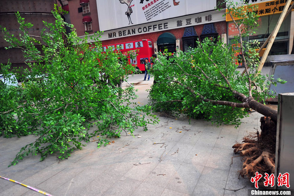 我和我的小伙伴們都驚呆了！沈陽真樹"種"上假樹葉