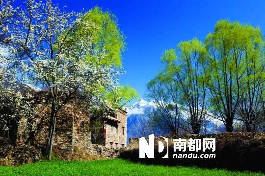 　　三月里,川西北的梨花盛放,寨子、碉樓、梨花……構(gòu)成最美的丹巴風(fēng)光。