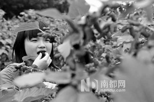 　　　　寶桑園桑葚已成熟,“五一”假期前都是吃桑葚的季節(jié)。南都記者 李向新 攝