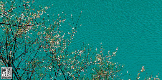 在湖邊盛開(kāi)的花兒 在湖邊盛開(kāi)的花兒
