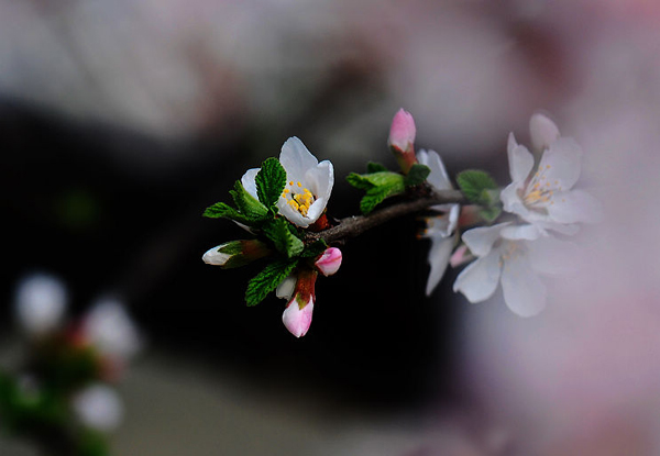 京郊密云去賞春 櫻桃花開迎春笑 京郊密云去賞春 櫻桃花開迎春笑