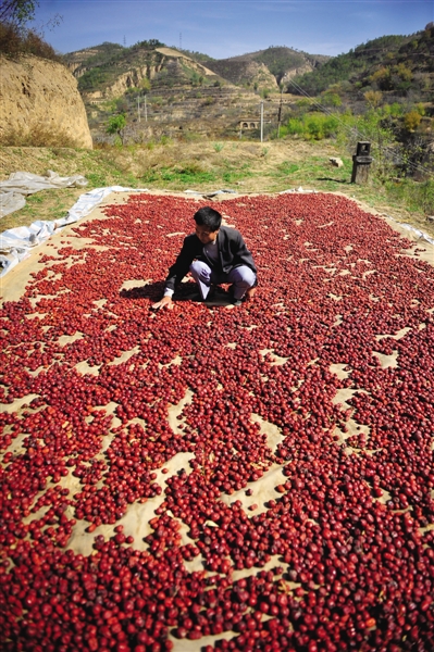黃老漢家窯洞頂上鋪著一層紅棗,這也是他做黃饃饃的餡料。