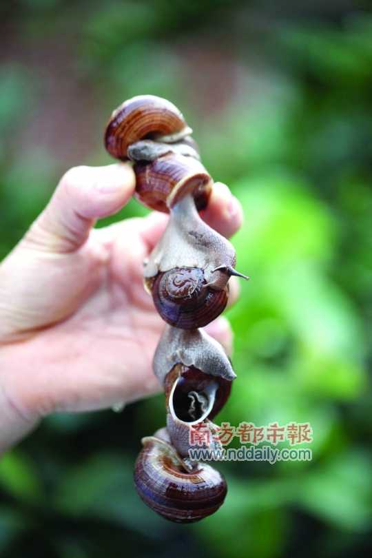 廣西的野生蝸牛追求原汁原味，做法也非常精簡。