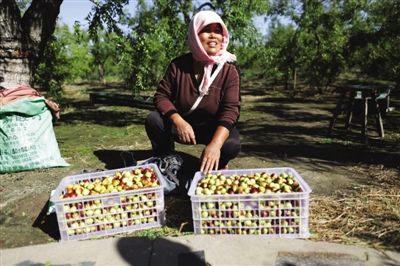 黃驊冬棗與梭子蟹齊名，但很多外地人并不知道它的好。