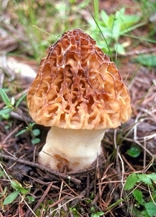 食用菌皇后羊肚菌 松露無法媲美的神奇風(fēng)味 食用菌皇后羊肚菌 松露無法媲美的神奇風(fēng)味