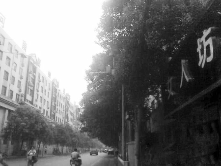 　　樹(shù)木枝繁葉茂，幾乎完全擋住紅綠燈 網(wǎng)友供圖