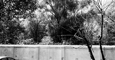 家長們熱切盼望的天明路小學(xué)規(guī)劃地，就在這個(gè)郁郁蔥蔥的院里