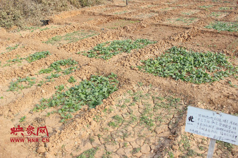 開心農(nóng)場(chǎng)哦，你可以再這兒包地，無毒無公害綠色產(chǎn)品