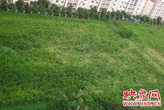 據映象網網友趙冠召反映，8月7日下午鄭州高新技術開發(fā)區(qū)突降暴雨冰雹，致使附近農田近三分之一玉米倒伏