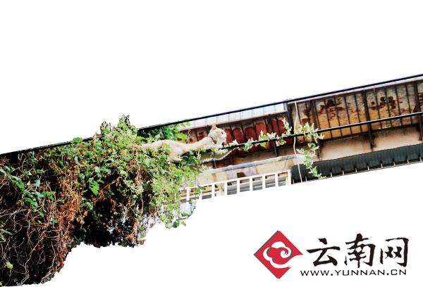 小貓下樹(shù)，但小貓就是不下來(lái)，反而爬到了一根緊貼著樹(shù)的電線上。