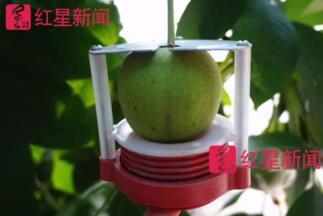 文玩核桃遇冷由幾萬(wàn)一對(duì)降到5元沒(méi)人要？商戶否認(rèn)