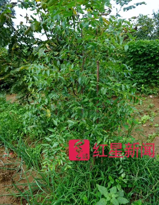 文玩核桃遇冷由幾萬(wàn)一對(duì)降到5元沒(méi)人要？商戶否認(rèn)