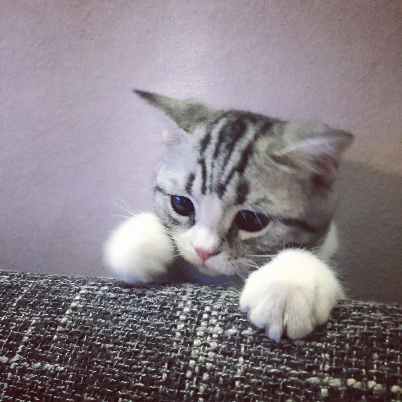 一只虛擬寵物貓叫價13億元？云養(yǎng)貓成真