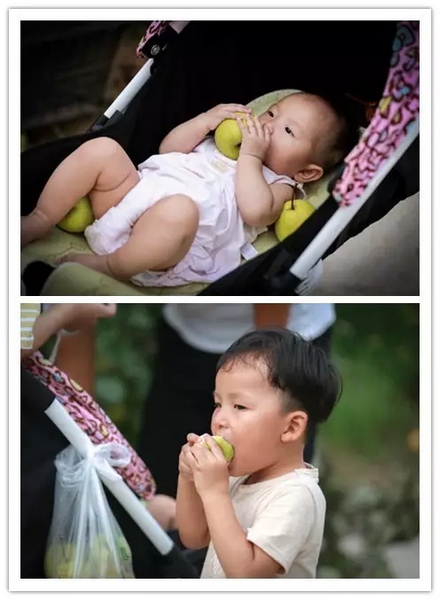 純天然無公害，新鮮采摘，直接入口！