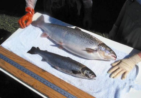 美國為何要率先吃轉基因動物？