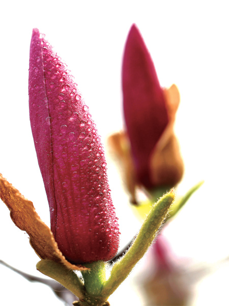 在鄭州，玉蘭才是春的使者