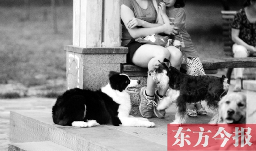 12月1日起鄭州將嚴(yán)查違規(guī)犬 再次明確養(yǎng)犬四問(wèn)題