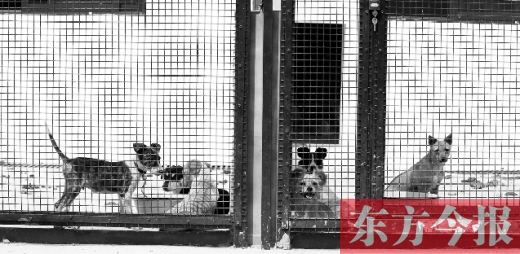 被主人遺棄的小狗暫時寄居在鄭州市犬只收容中心內(nèi)，如果沒有人來認(rèn)領(lǐng)，他們將被處以安樂死