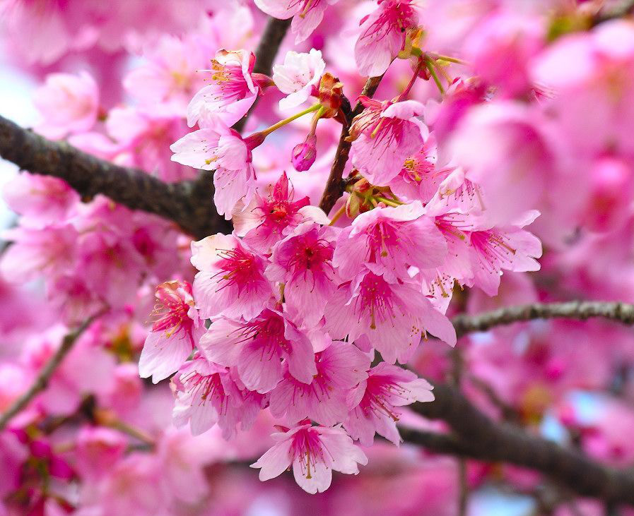 清明賞花線路火爆 “五一”旅游線路價格上漲